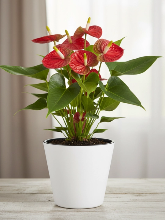 Tabiiy gullar Anthurium guli – havoni tozalovchi, parvarishi oson uy o‘simligi