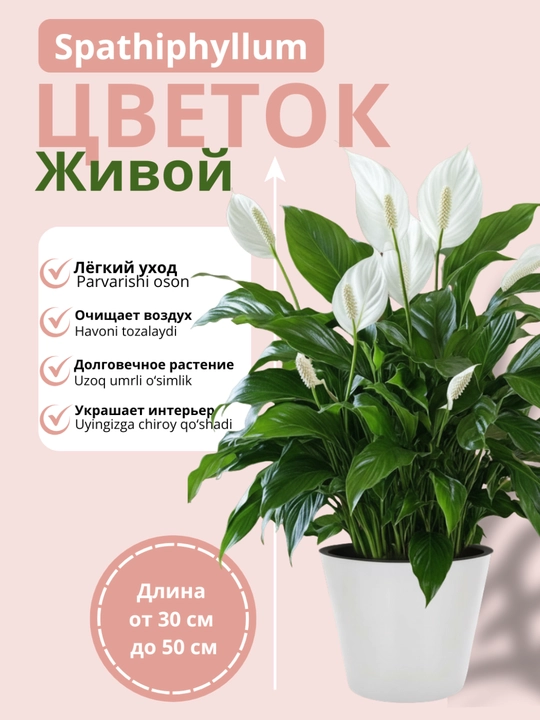 Живой Спатифиллум – очищает воздух, неприхотливое комнатное растение - 