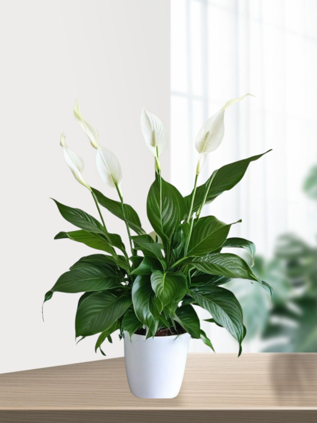Tabiiy Spathiphyllum – havoni tozalovchi, parvarishi oson uy guli