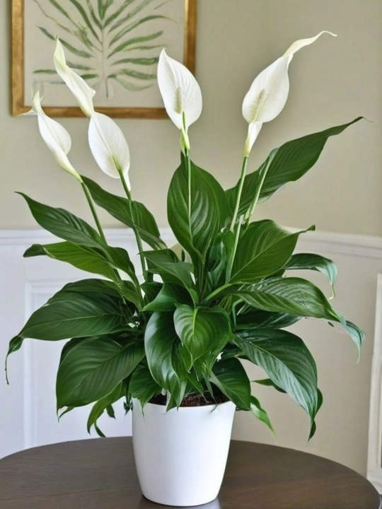 Tabiiy Spathiphyllum – havoni tozalovchi, parvarishi oson uy guli
