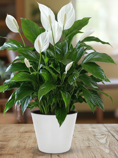 Tabiiy Spathiphyllum – havoni tozalovchi, parvarishi oson uy guli