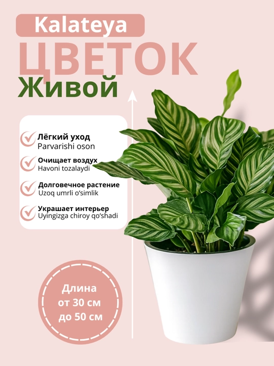 Kalateya tirik gul – tabiiy uy guli, havoni tozalovchi gul - 