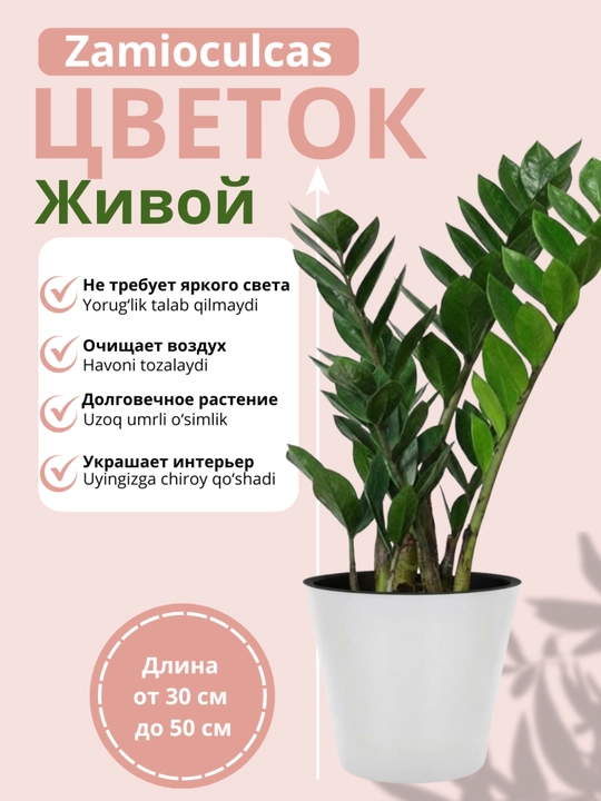 Tirik zamioculcas – tabiiy tuvak guli, yorug‘lik talab qilmaydigan uy guli - 