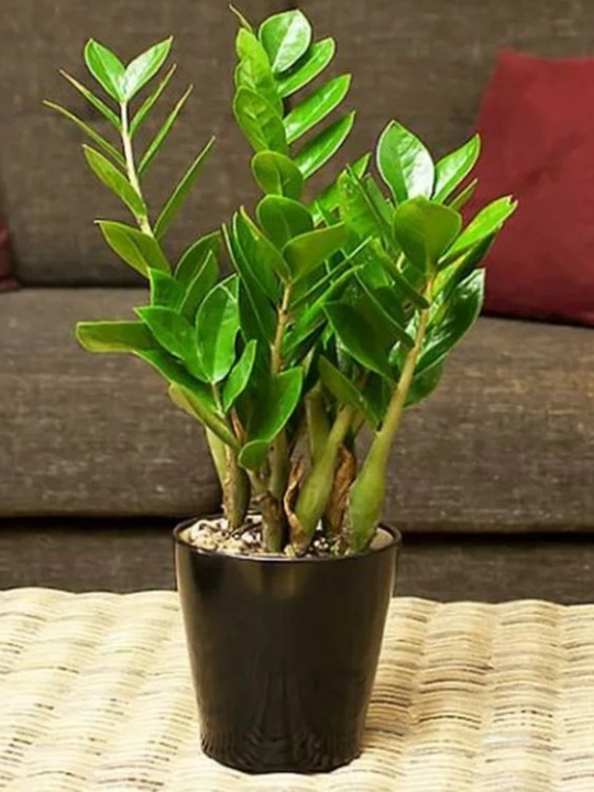 Tirik zamioculcas – tabiiy tuvak guli, yorug‘lik talab qilmaydigan uy guli