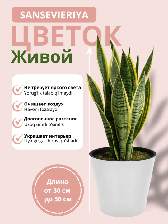 Живая сансевиерия – натуральный горшечный цветок, очищает воздух - 