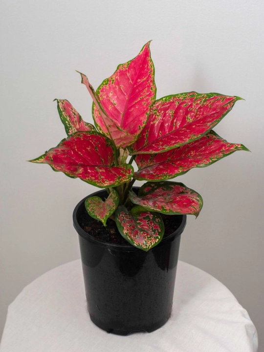Tirik Aglaonema – tabiiy tuvak guli, havoni tozalovchi uy guli - 