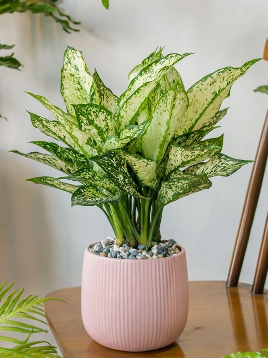 Tirik Aglaonema – tabiiy tuvak guli, havoni tozalovchi uy guli - 