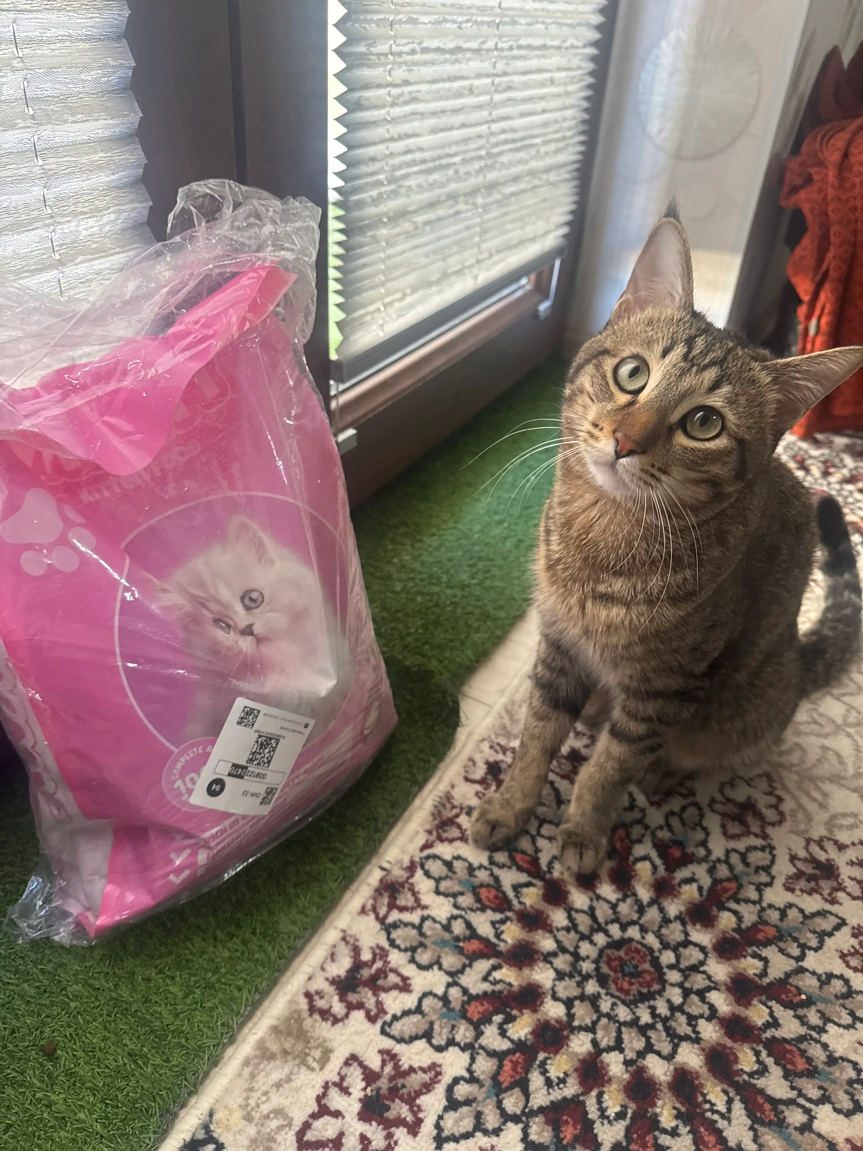 Сухой корм для котят с говядиной Winny , 2кг,10кг, (1-12 месяцев)