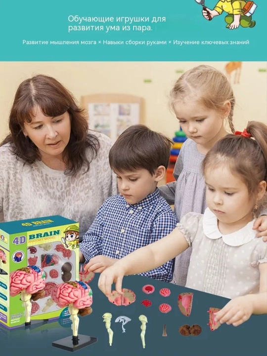 Bolalar uchun rivojlantiruvchi tajribalar to‘plami Tana tuzilishi