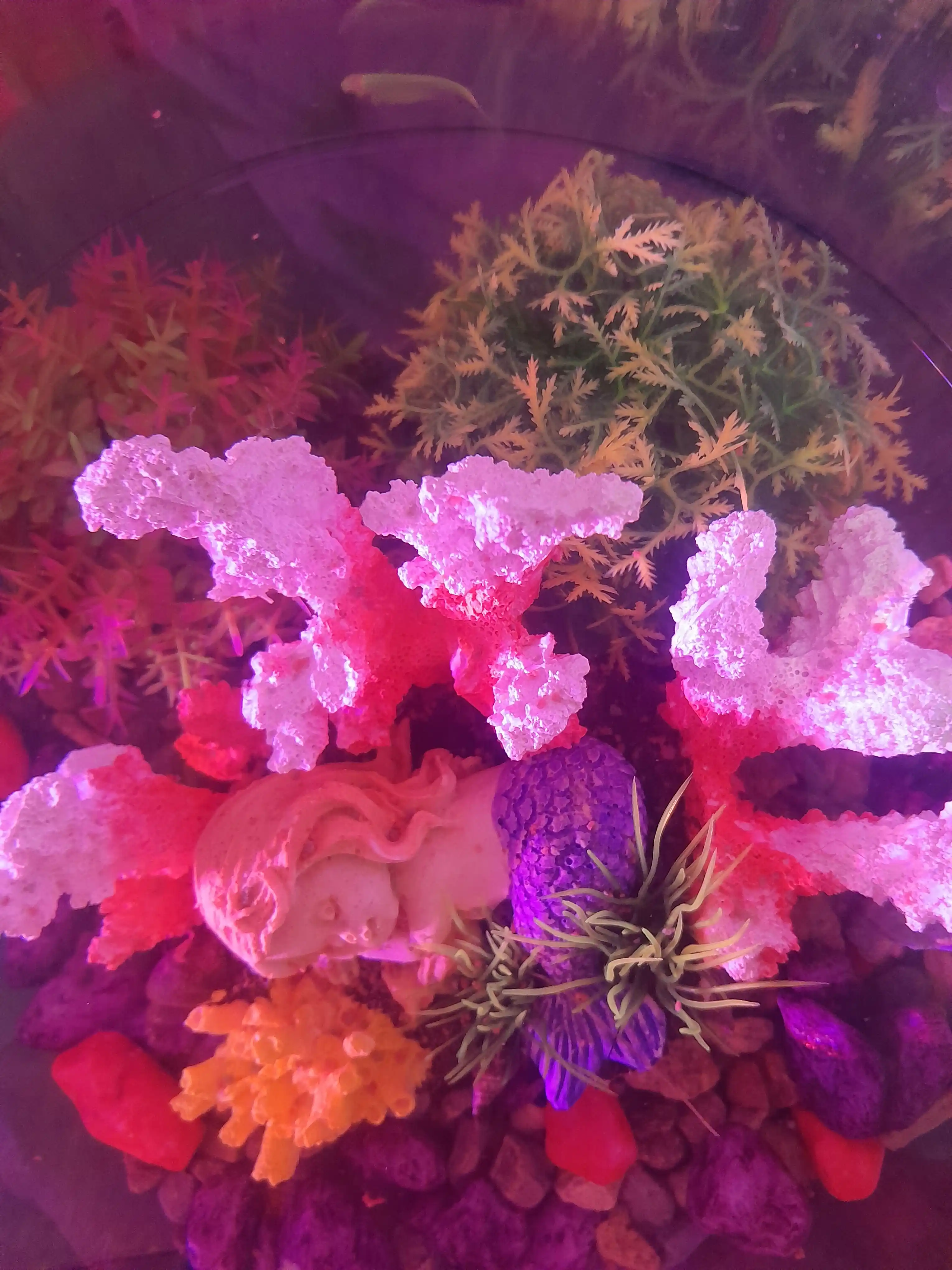 Baliq va o'simliklar uchun, dumaloq shisha Akvarium, 3 dan 35 litrgacha