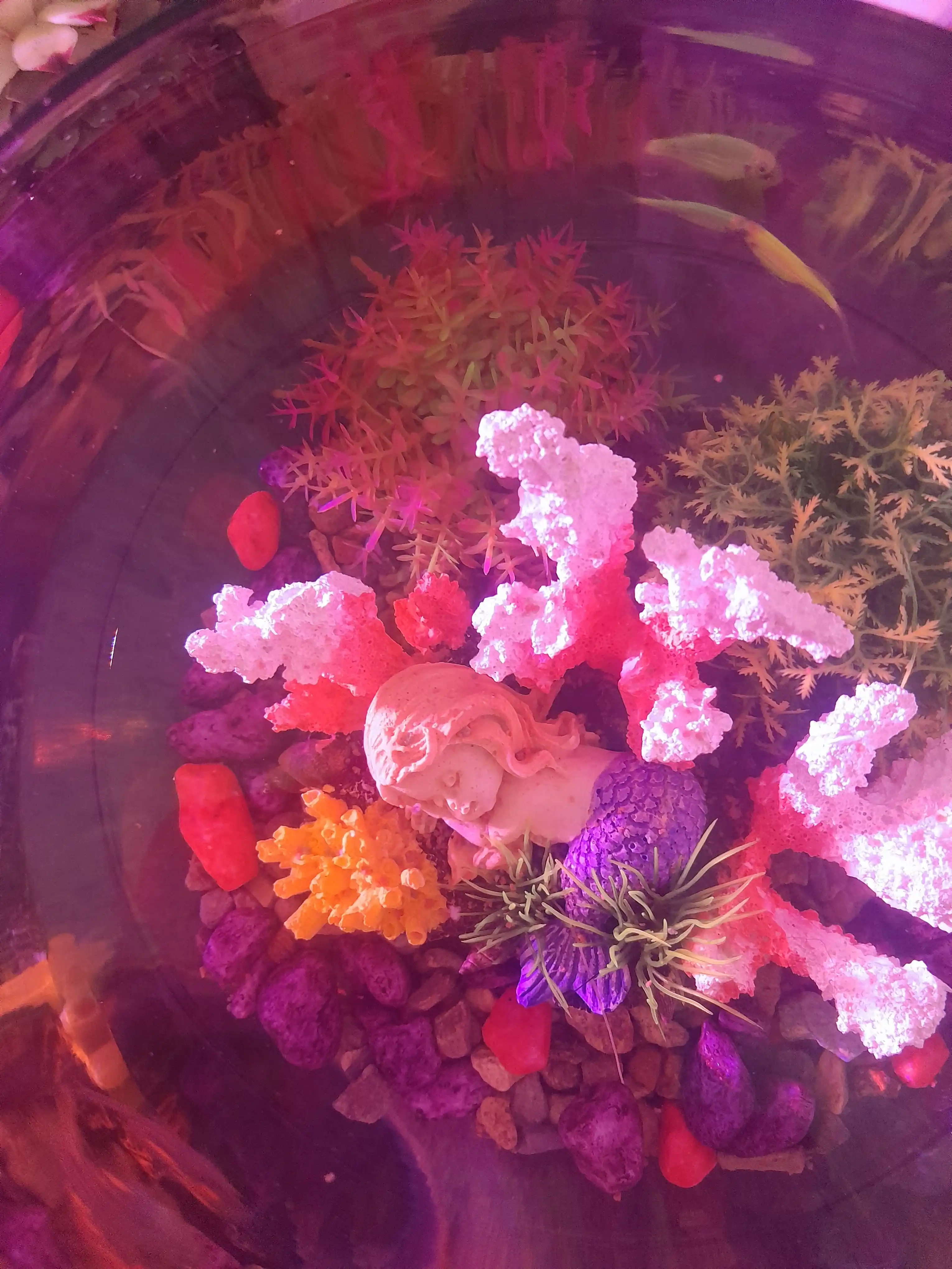 Baliq va o'simliklar uchun, dumaloq shisha Akvarium, 3 dan 35 litrgacha
