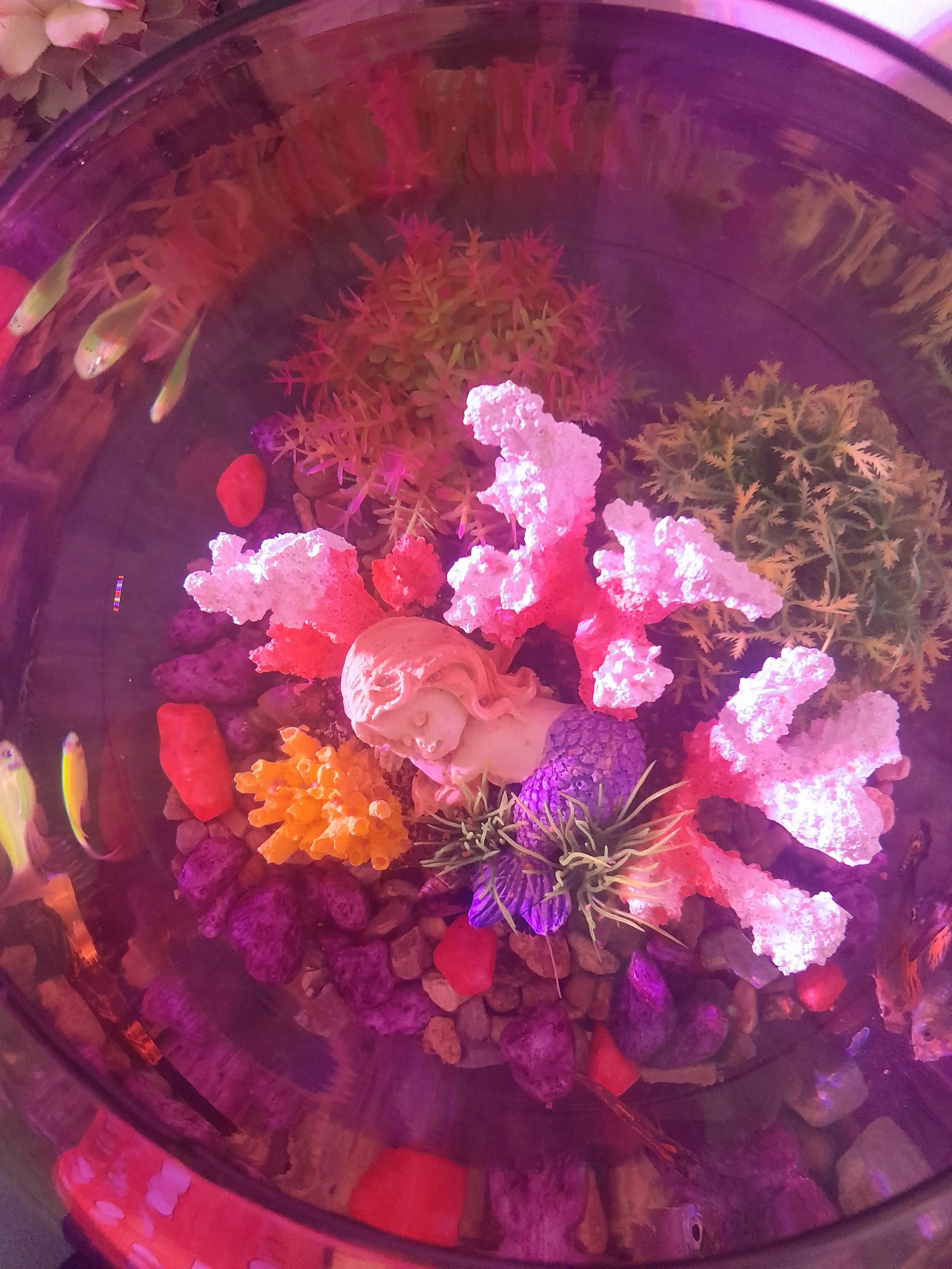 Baliq va o'simliklar uchun, dumaloq shisha Akvarium, 3 dan 35 litrgacha