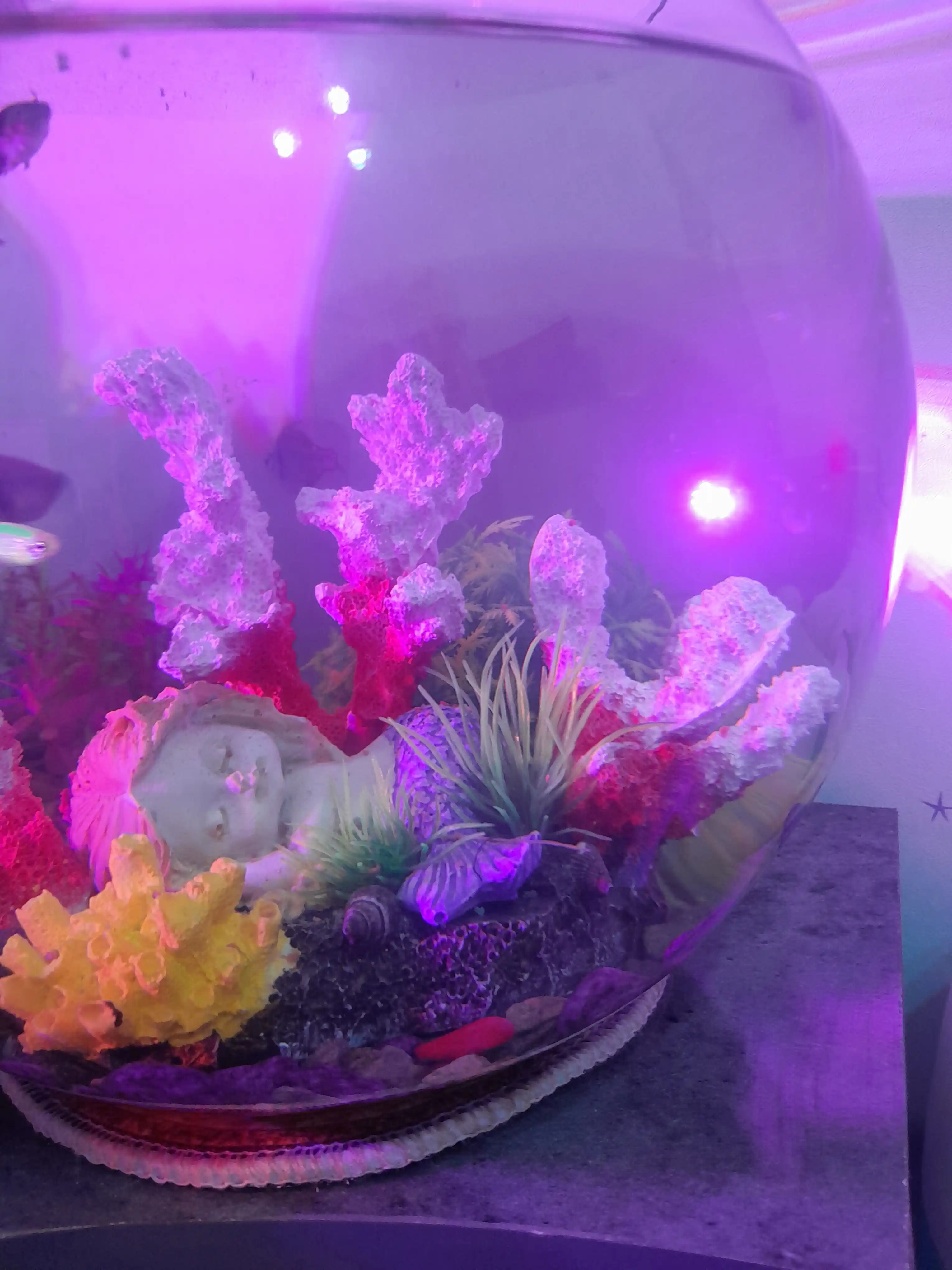 Baliq va o'simliklar uchun, dumaloq shisha Akvarium, 3 dan 35 litrgacha