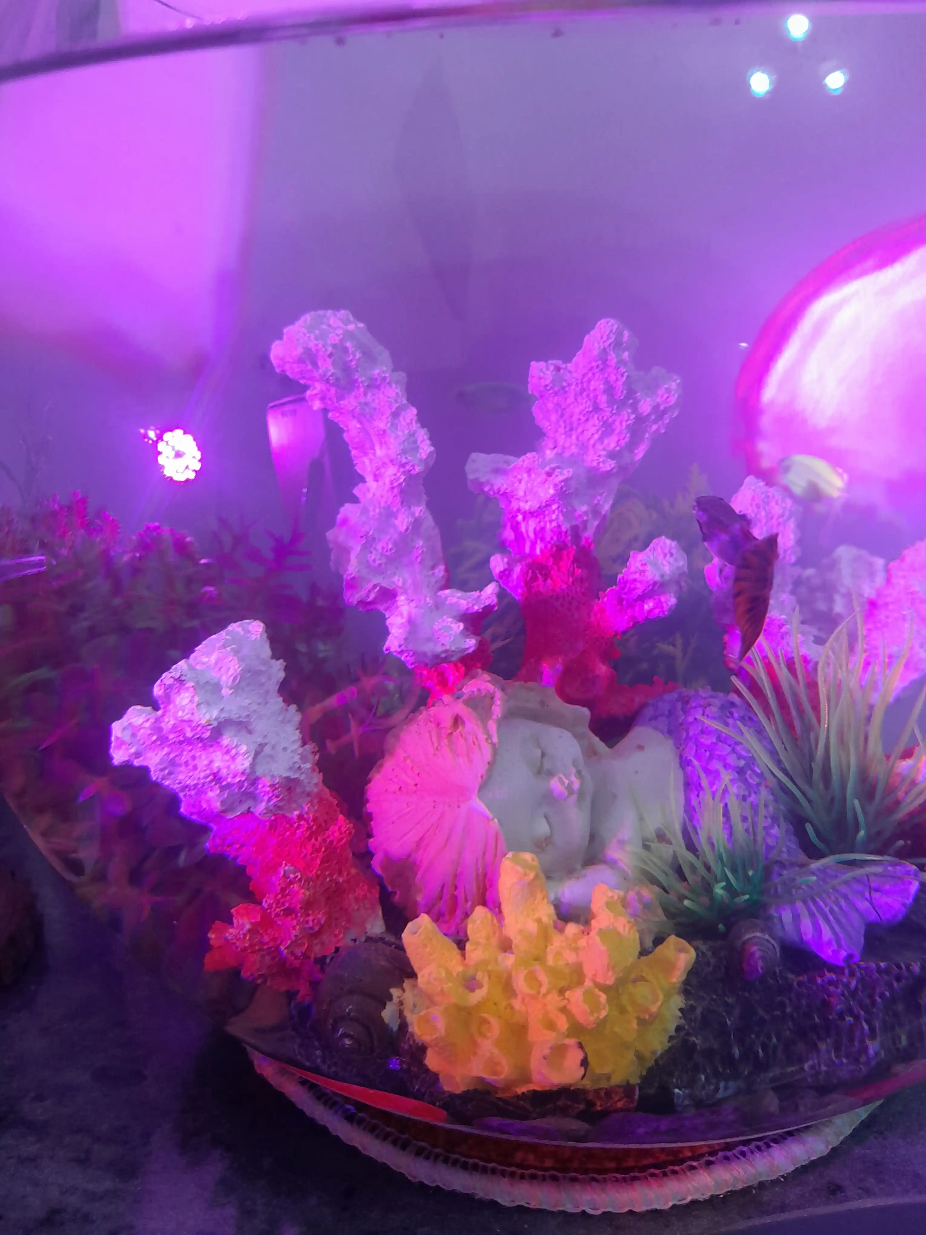 Baliq va o'simliklar uchun, dumaloq shisha Akvarium, 3 dan 35 litrgacha
