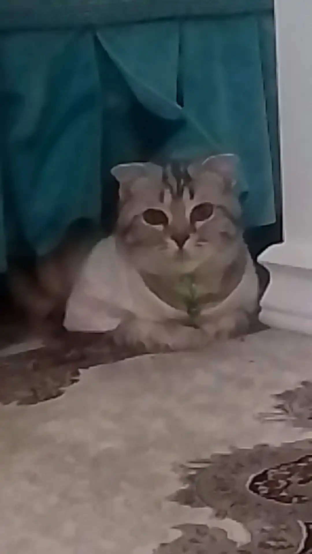 Свитер для собак и кошек вязаный, меланжевый