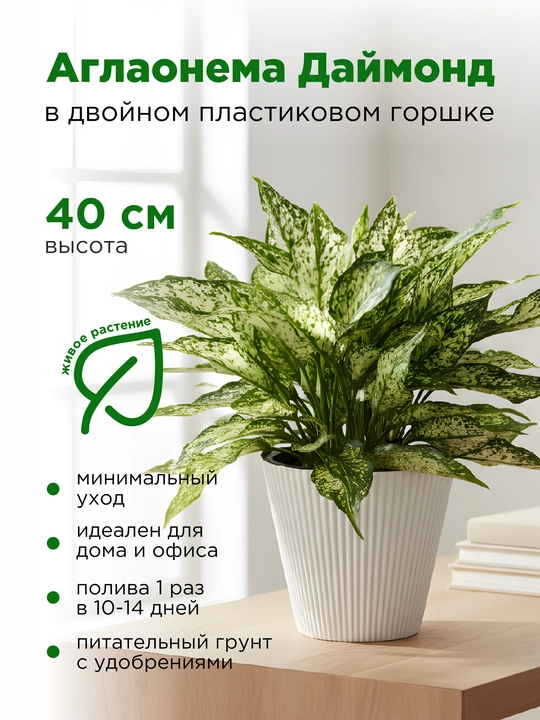 Аглаонема, живое растение в пластиковом горшке - 