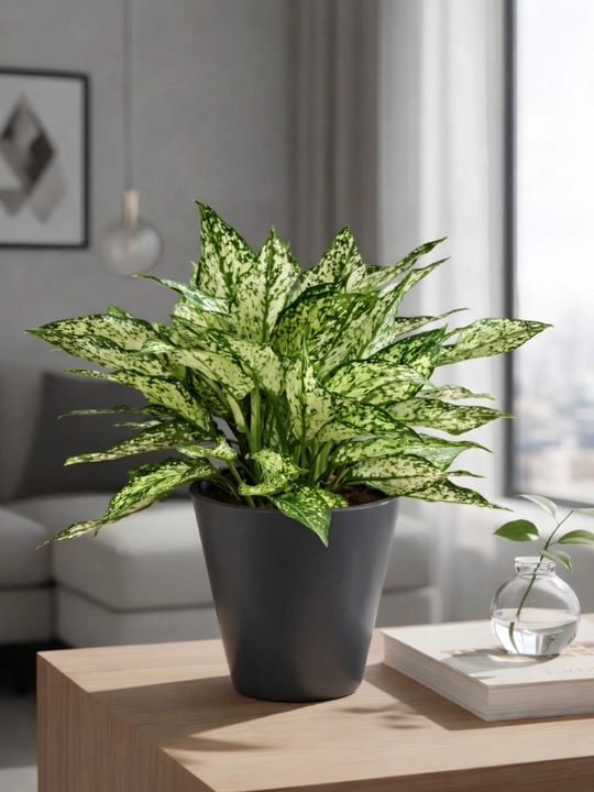 Aglaonema, plastik tuvakdagi tirik o‘simlik