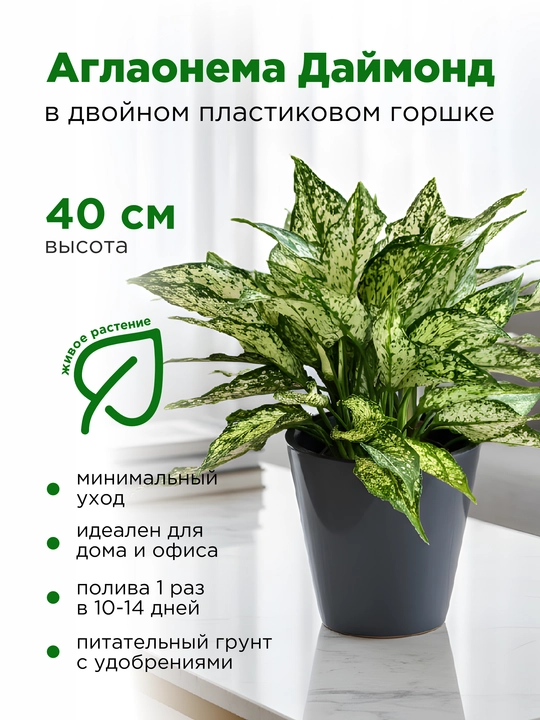 Аглаонема, живое растение в пластиковом горшке - 