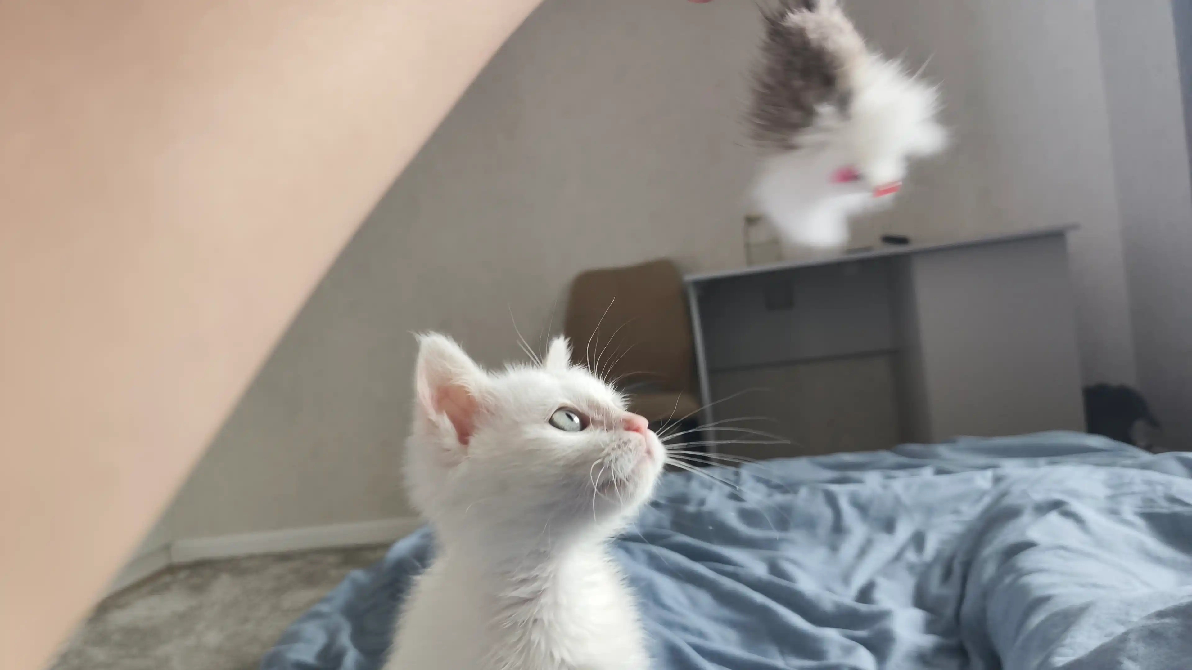 Игрушка для кошек Мышь, натуральный мех, с погремушками