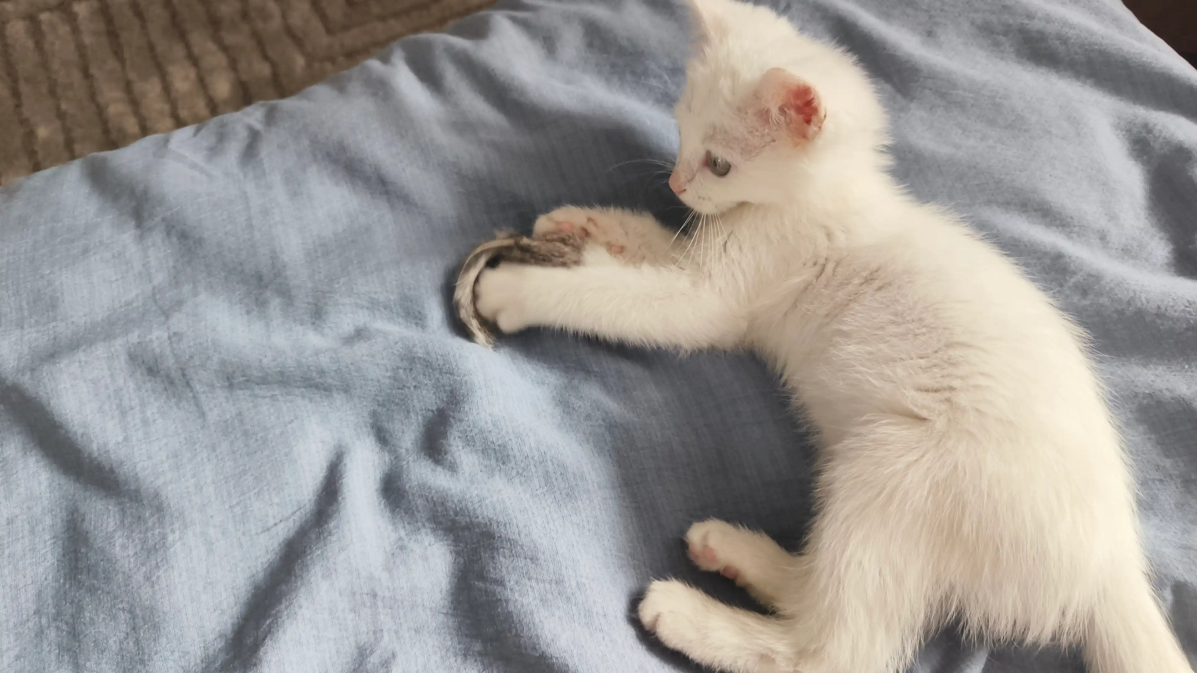 Игрушка для кошек Мышь, натуральный мех, с погремушками