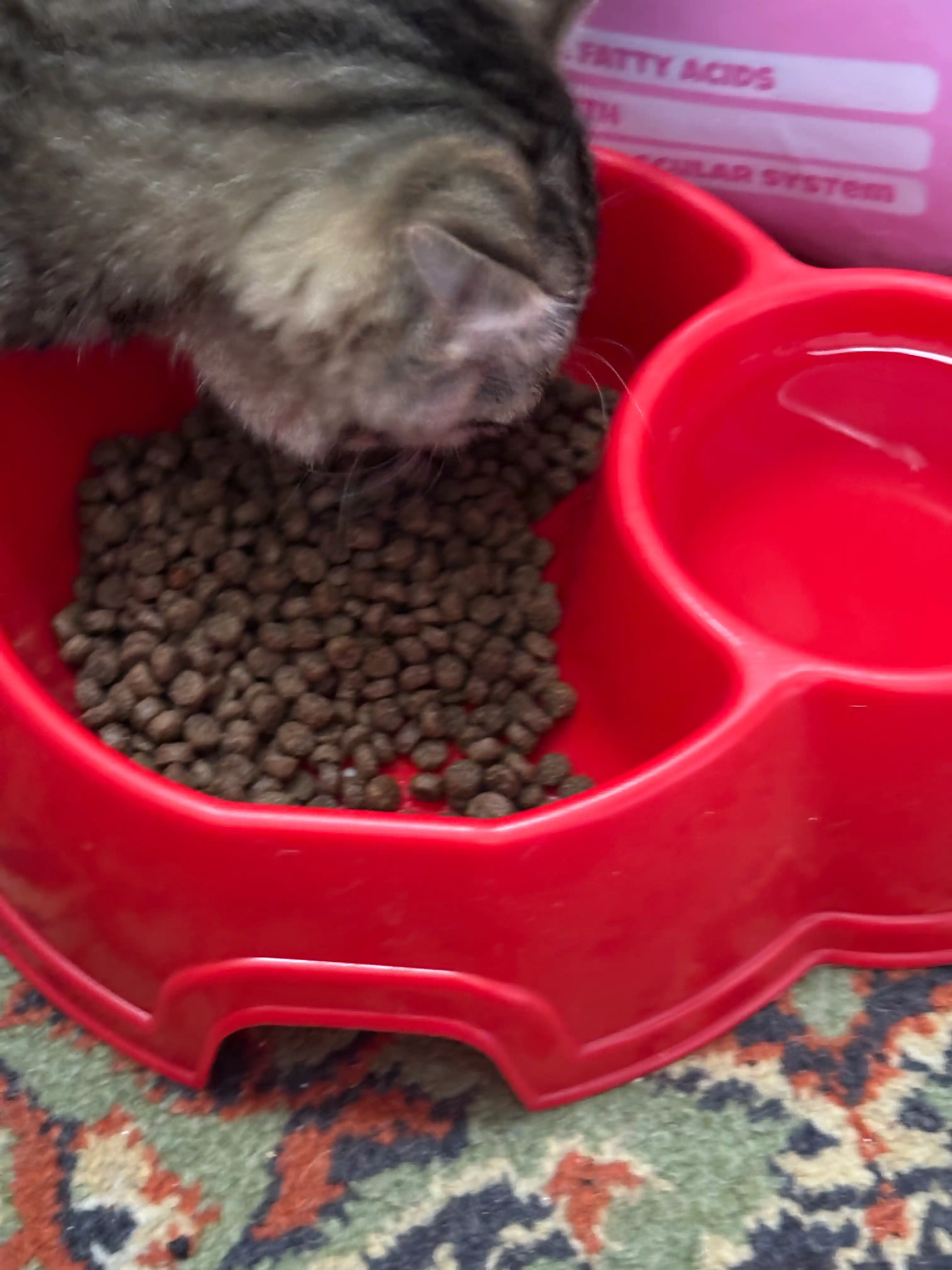 Сухой корм для котят с говядиной Winny , 2кг,10кг, (1-12 месяцев)