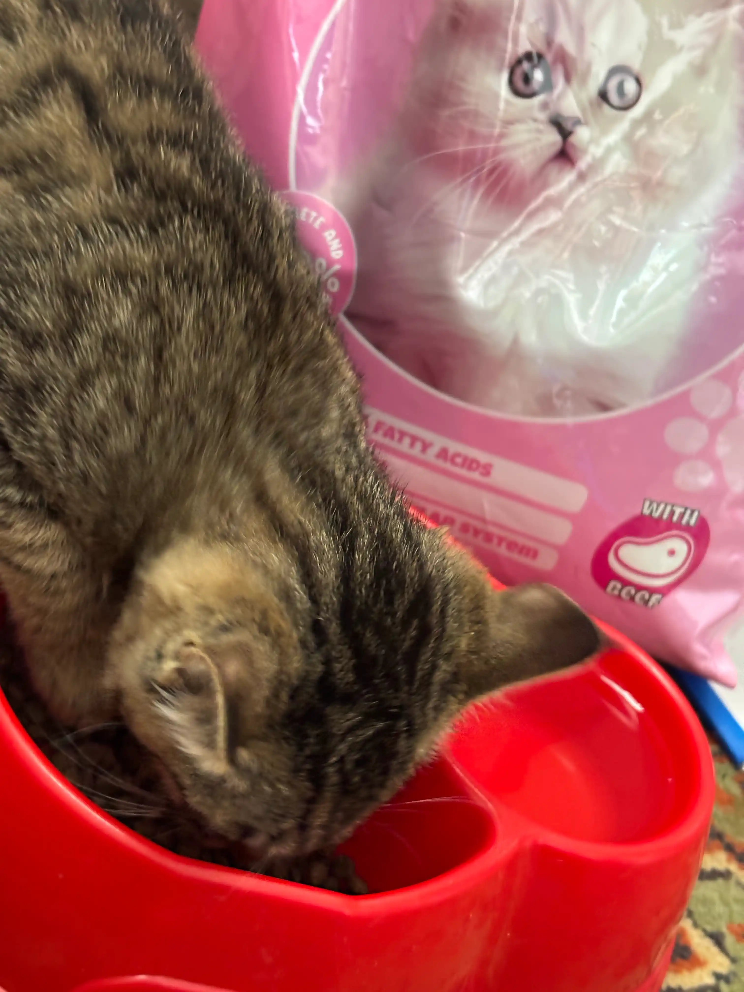Сухой корм для котят с говядиной Winny , 2кг,10кг, (1-12 месяцев)