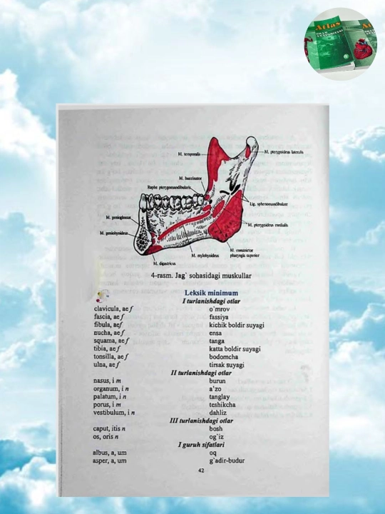 Lotin tili va tibbiy terminologiya o‘quv qo‘llanma