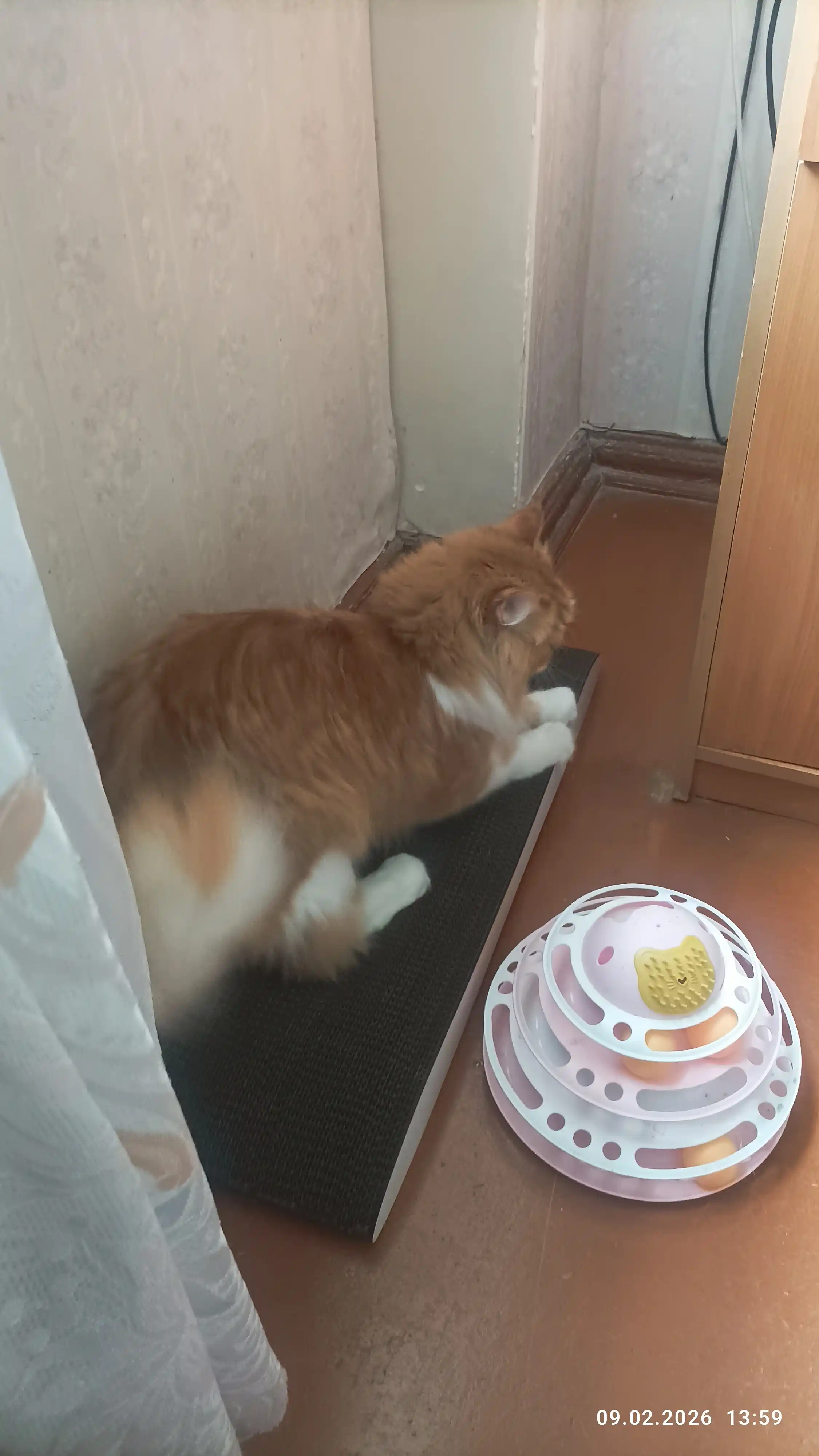 Mushuklar va mushukchalar uchun "KinderCat Earth" karton tirnoqchasi