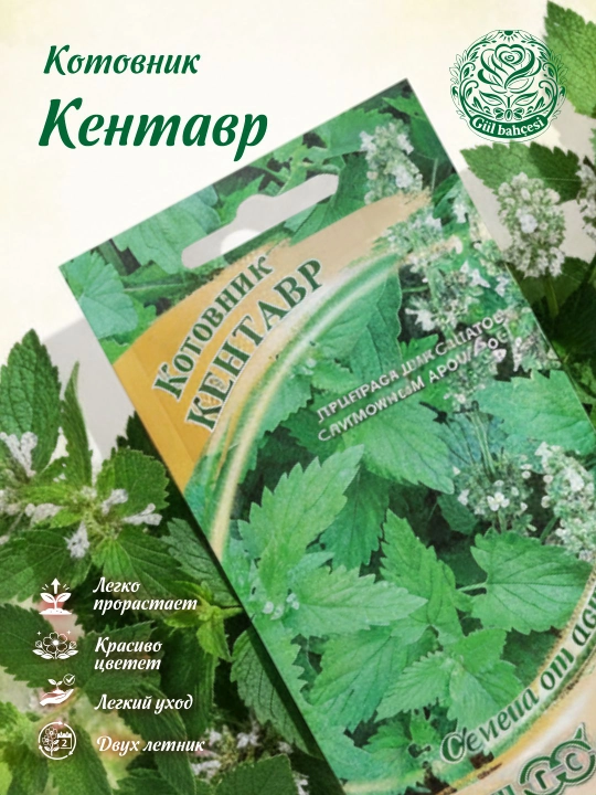 Catnip Centaur urug'lari, 0,1 g, Gavrish, muallifdan urug'lar 1071856543 - 