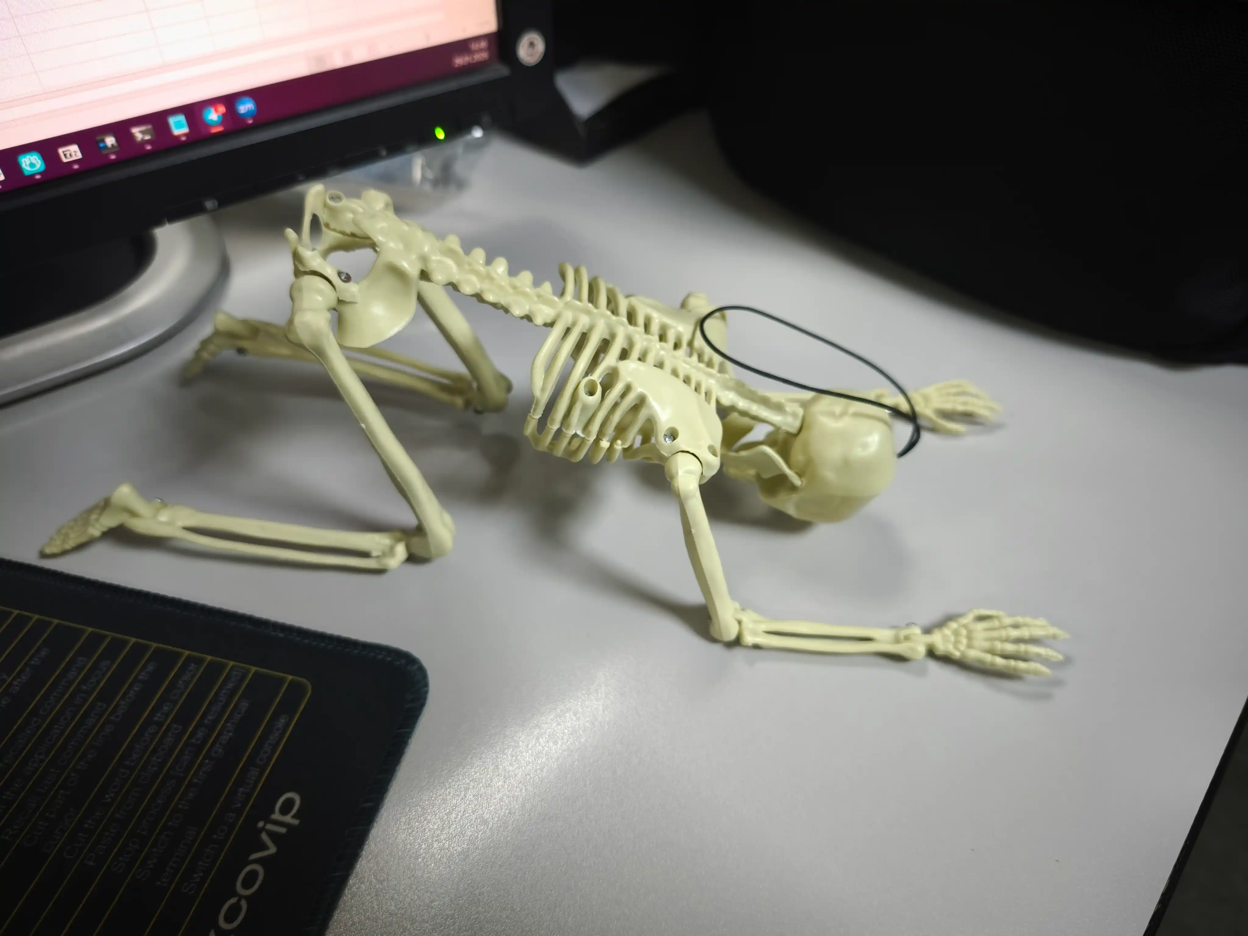 Harakatlanuvchi plastik inson skeleti, osma. O‘lchami 40 sm