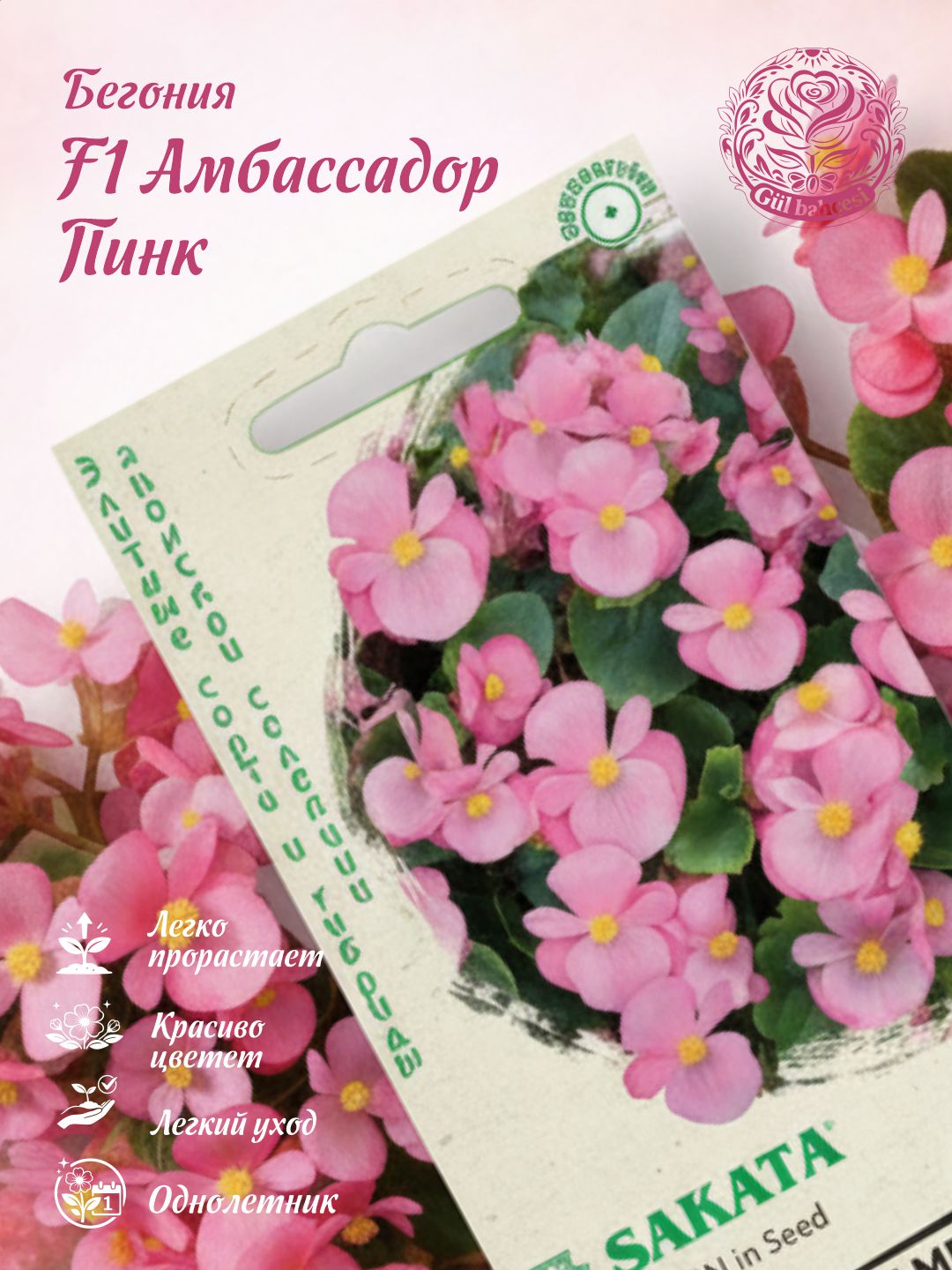 Begonia urug'lari doimiy gullaydigan elchi pushti F1, 5 dona, Gavrish, elita duragaylari - 