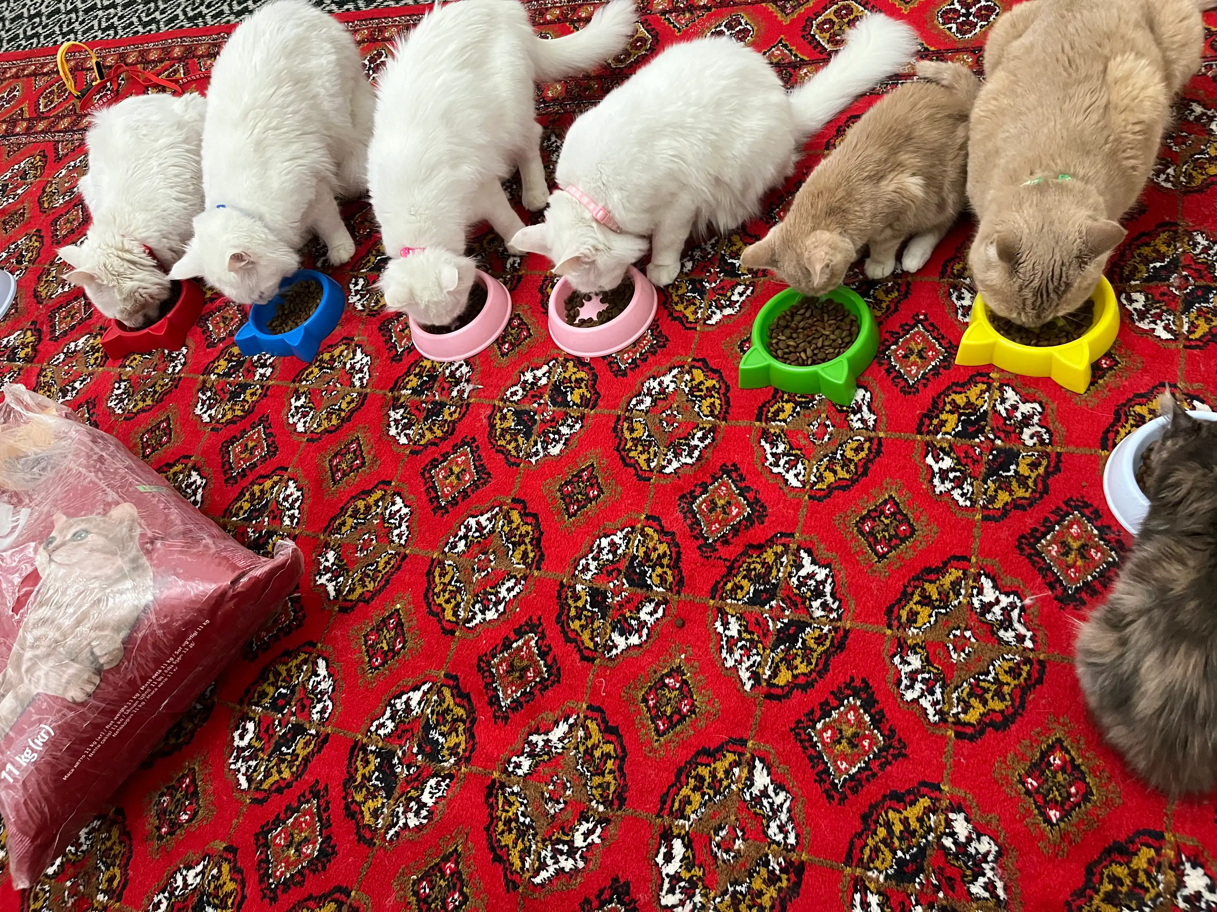 Myaу mushuklar uchun quruq yem, go‘sht va sabzavotlar bilan, 11 kg