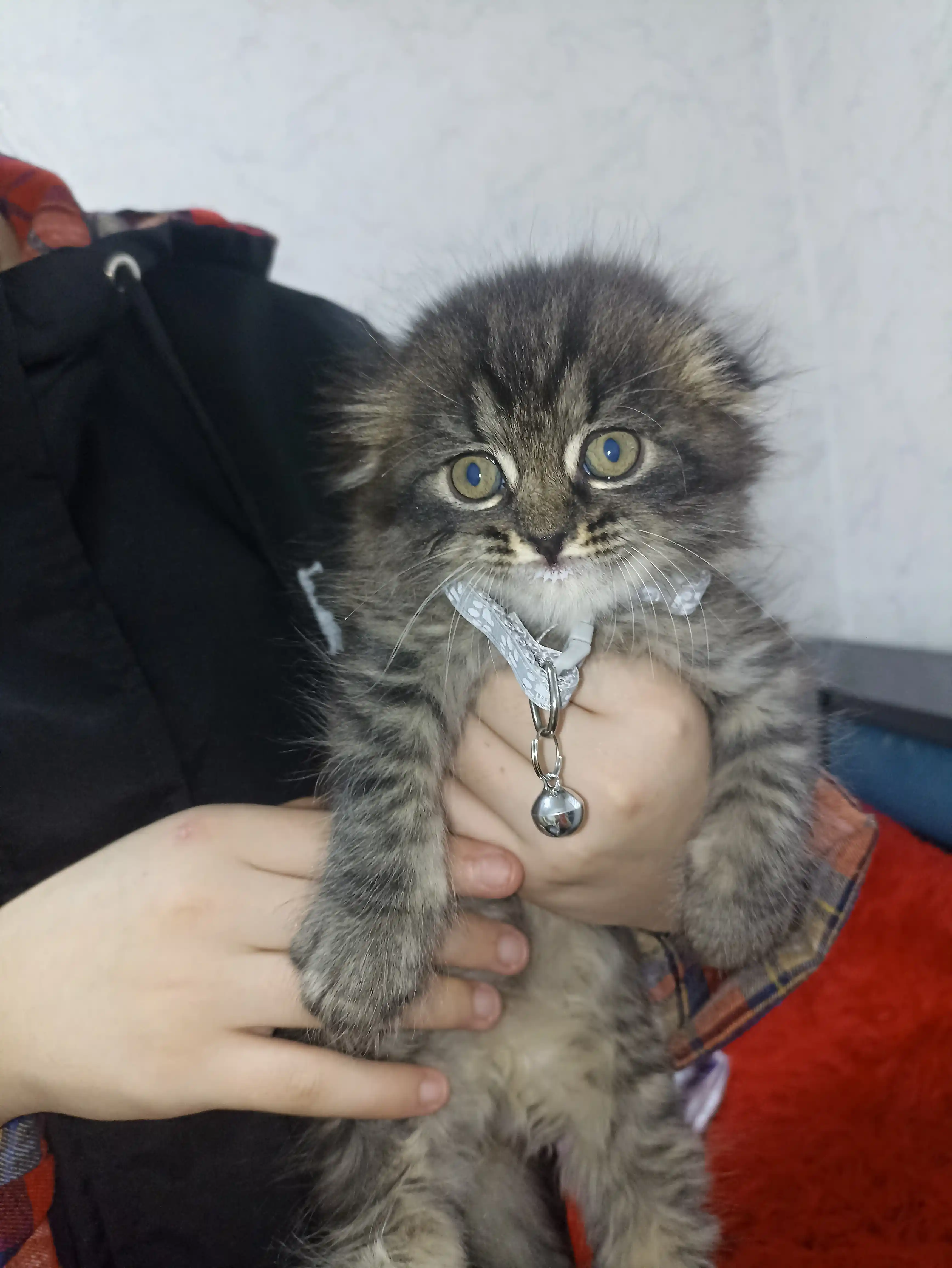 Регулируемый ошейник для котят и щенков – лёгкий, прочный, удобный