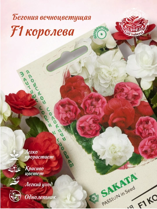 Begonia urug'lari doimiy gullaydigan Королева F1, aralash, 4 dona, duragaylari, Sakata
