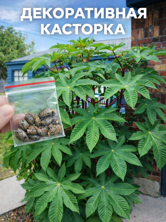 Семена: Гомфрена, Усма, Касторовое масло, Бархатцы, Мальва