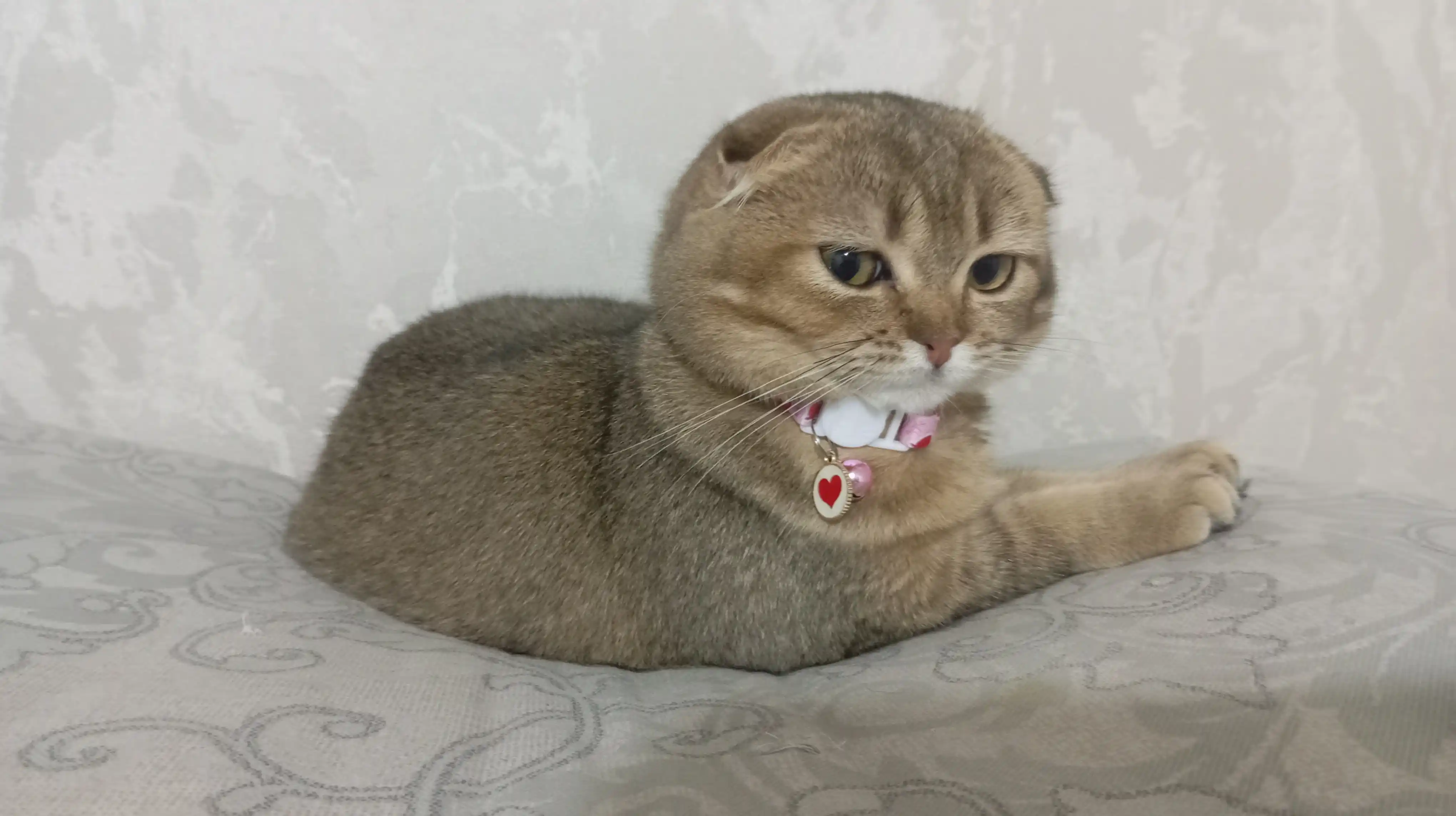 Ошейник для кошек и собак мелких пород