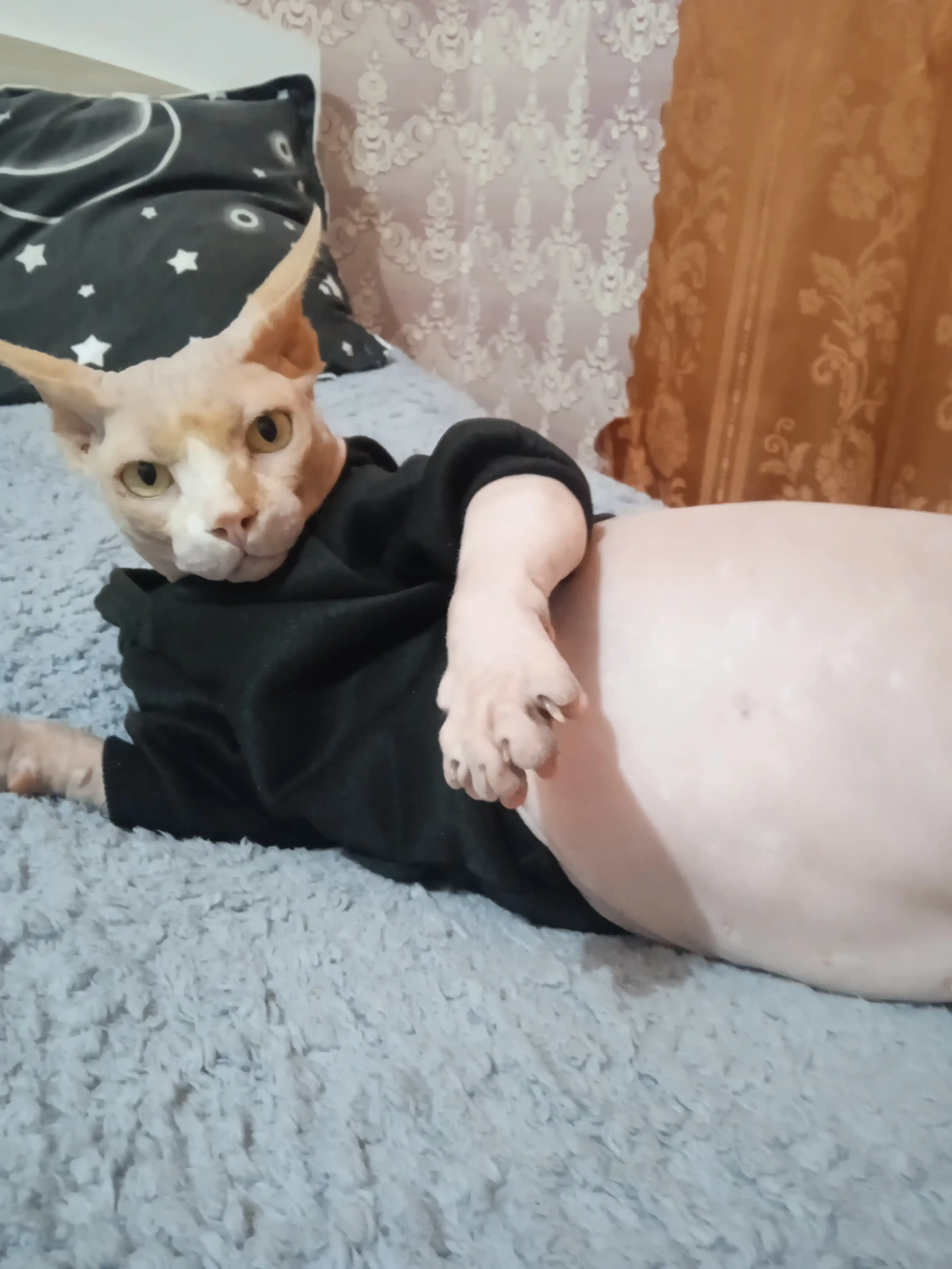 Худи для собак, толстовка, с капюшоном