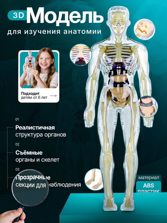 3D inson anatomik modeli, olinadigan organlar bilan - 
