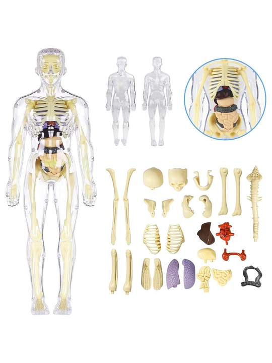 3D inson anatomik modeli, olinadigan organlar bilan