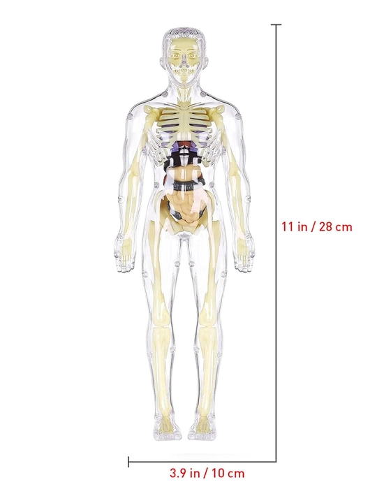 3D inson anatomik modeli, olinadigan organlar bilan