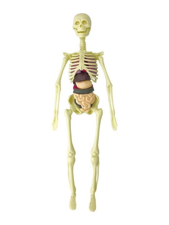 3D inson anatomik modeli, olinadigan organlar bilan