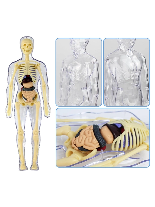 3D inson anatomik modeli, olinadigan organlar bilan