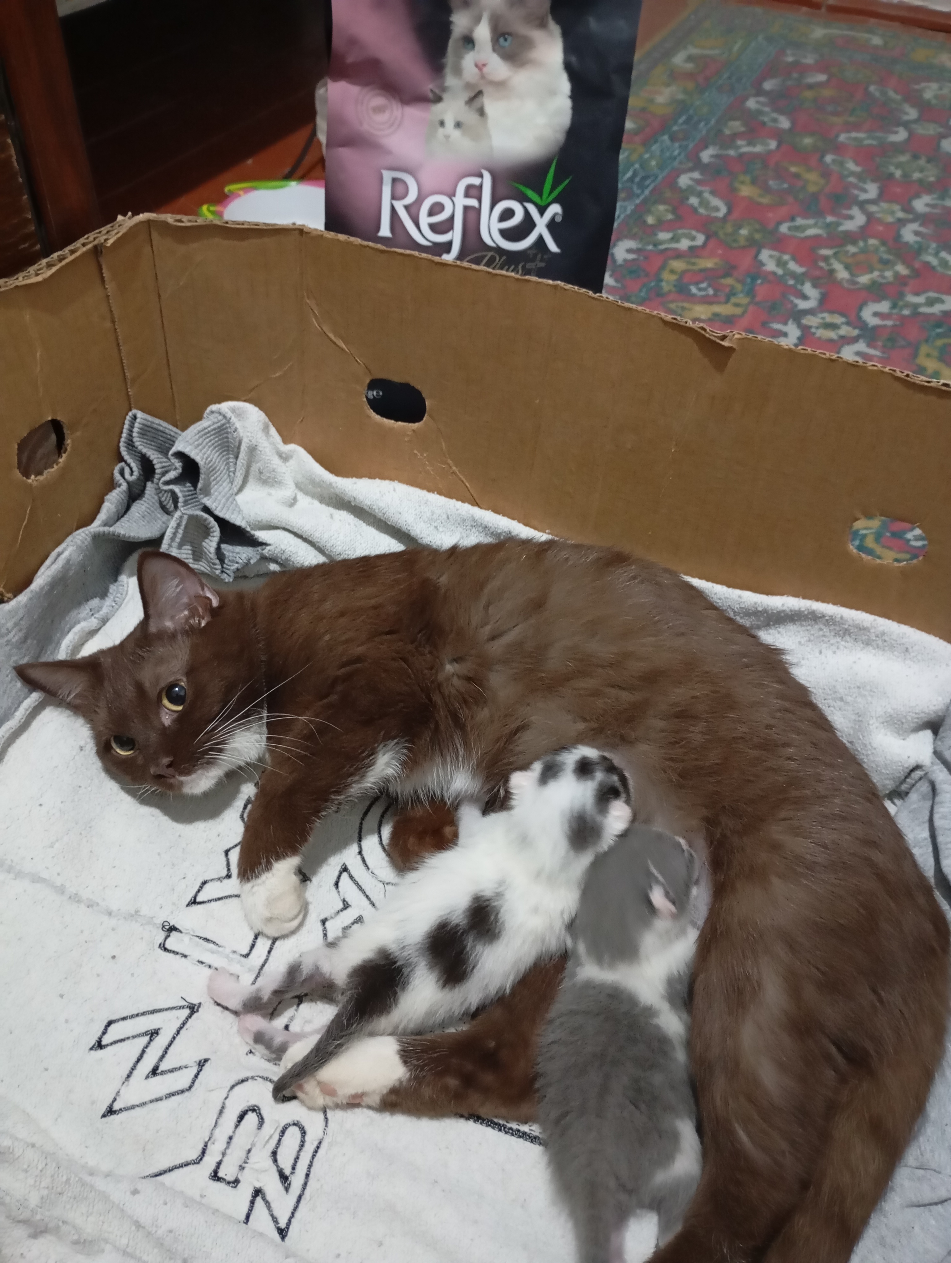 Reflex Plus Mother & Baby, сухой корм для беременных кошек и котят, с ягненком, 1.5 кг