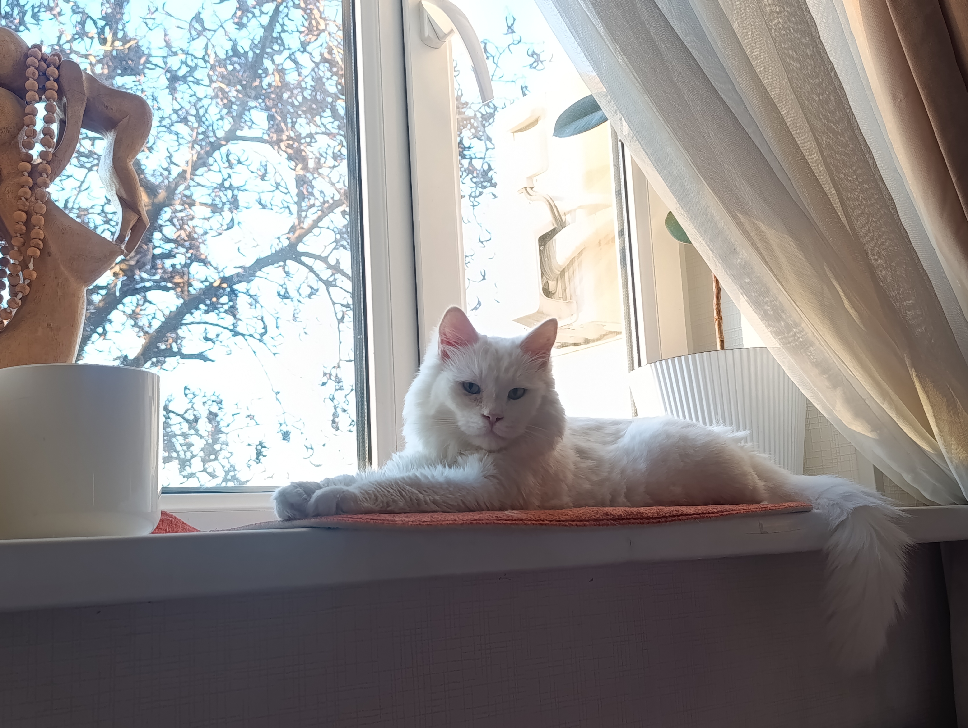 Felix ho'l mushuk ovqati, tovuq go'shti, 75 gr 5 dona