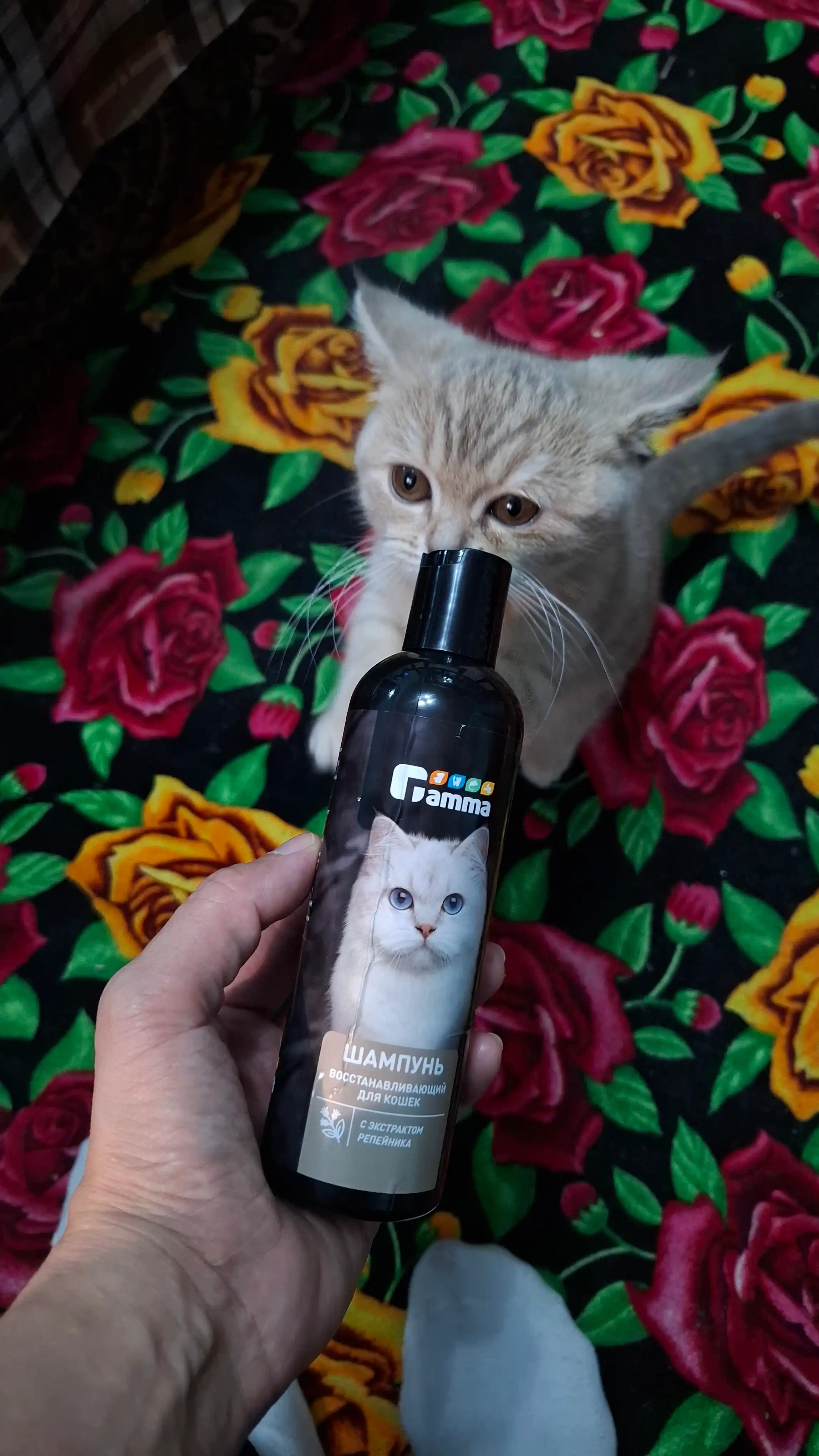 Mushuklar uchun Gamma tiklovchi shampuni, repeynik ekstrakti bilan, 250 ml