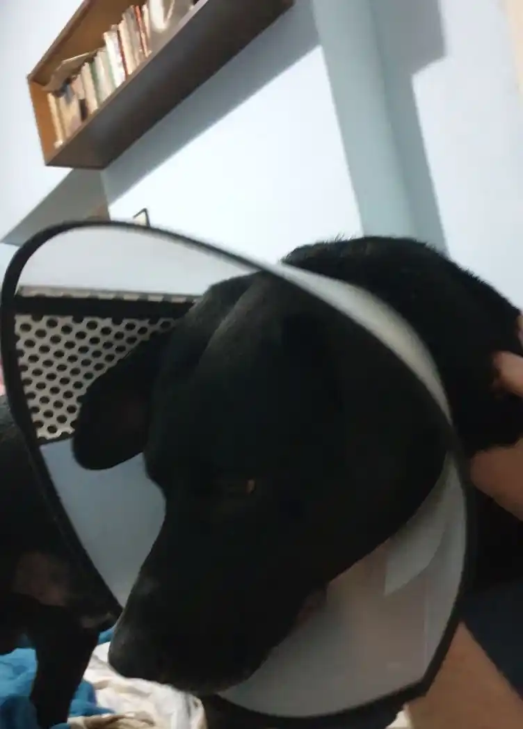 Mushuklar va itlar uchun veterinariya himoya yoqasi