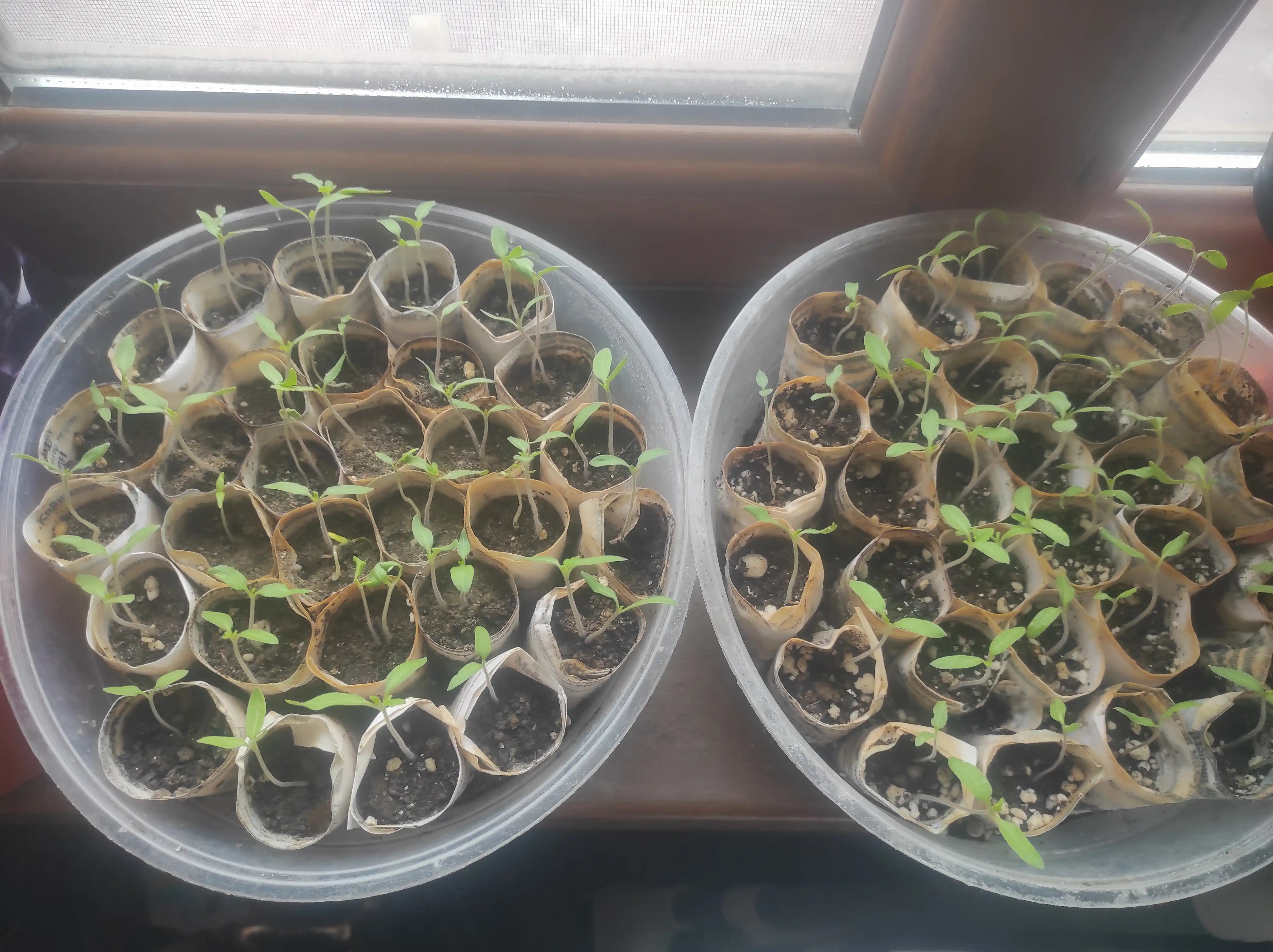 Семена овощей для дома Seeds