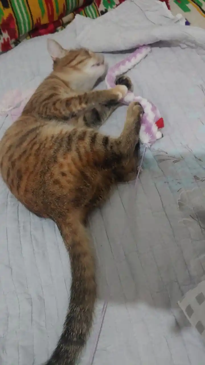 Удочка дразнилка, для кошек и котят