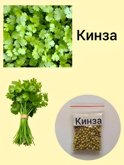 Семена кинза, помидор, укроп, листья, сельдерей, петрушка, редиска, базилик черный — KNEET-ЗЕЛЕНЬ-МЕНТОЛ