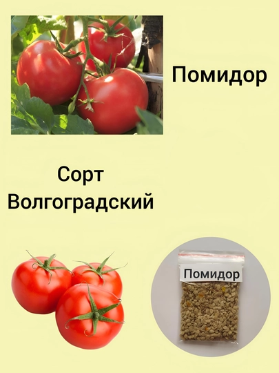 Семена кинза, помидор, укроп, листья, сельдерей, петрушка, редиска, базилик черный — KNEET-ЗЕЛЕНЬ-АЛЫЙ